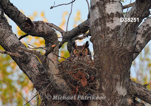 Bubo virginianus